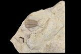 Rare, Gabriceraurus Trilobite Fossil - Wisconsin #161712-1